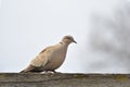 Eurasian Collared-Dove (Streptopelia decaocto) Royalty Free Stock Photo