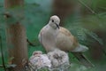 Eurasian Collared Dove Streptopelia decaocto Nesting and Babbies Royalty Free Stock Photo
