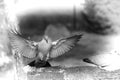 The Eurasian collared dove Streptopelia decaocto pair. Black and white Royalty Free Stock Photo