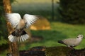 The Eurasian collared dove Streptopelia decaocto pair Royalty Free Stock Photo