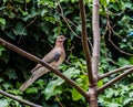 Eurasian collared-dove Streptopelia decaocto perched on branch, Tbilisi, Georgia Royalty Free Stock Photo