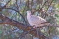 Eurasian Collared dove Streptopelia decaocto perched in a mediterranean pine branch in Donana National Park, Andalusia, Spain Royalty Free Stock Photo