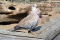 Eurasian Collared Dove Streptopelia decaocto