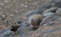 Eurasian collared dove Streptopelia decaocto and ruddy turnstone Arenaria interpres. Royalty Free Stock Photo