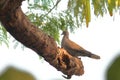 A eurasian collared dove streptopelia decaocto is sitting on a branch Royalty Free Stock Photo