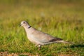 Eurasian collared dove, Streptopelia decaocto, stands on a grass Royalty Free Stock Photo