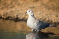 Eurasian collared dove Streptopelia decaocto stands in the water Royalty Free Stock Photo