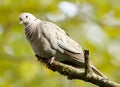 Eurasian Collared Dove - Streptopella decaocto