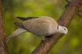 Eurasian Collared Dove, Turkse Tortel, Streptopelia decaocto