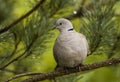 Eurasian Collared Dove, Turkse Tortel, Streptopelia decaocto