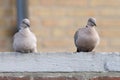 Eurasian Collared Dove, Turkse Tortel, Streptopelia decaocto