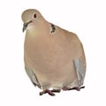 Eurasian collared dove in urban environment