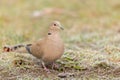 A Eurasian Collared Dove walking in the meadow on a cold morning in winter Royalty Free Stock Photo