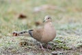A Eurasian Collared Dove walking in the meadow on a cold morning in winter Royalty Free Stock Photo