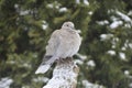 Eurasian collared dove Royalty Free Stock Photo