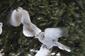 Eurasian collared dove Royalty Free Stock Photo