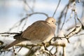 Eurasian Collared Dove in winter Royalty Free Stock Photo