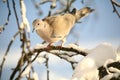 Eurasian Collared Dove in winter Royalty Free Stock Photo