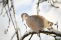 Eurasian Collared Dove in winter Royalty Free Stock Photo