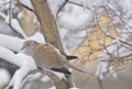 Eurasian Collared-Dove Royalty Free Stock Photo