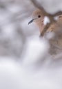 Eurasian Collared-Dove Royalty Free Stock Photo