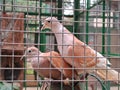 Eurasian collared dove & x28;Streptopelia decaocto& x29; on a tree branch in a cage. Royalty Free Stock Photo