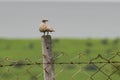 Eurasian Collered Dove perching on Pole