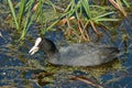 Eurasian Coot (Fulica atra) looking for food near a thicket of young cattails Royalty Free Stock Photo