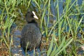 Eurasian Coot (Fulica atra). Coot looking for food near a thicket of young cattails Royalty Free Stock Photo