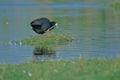 Eurasian common coot bird natural nature wallpaper India