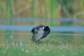 Eurasian common coot bird with her baby natural nature wallpaper