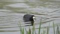 Eurasian or Common Coot (Fulica atra). Waterfowl fussily swims and pecks food from the surface of the water