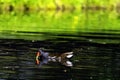 Eurasian common moorhen also known as marsh hen, waterhen and swamp chicken - swimming in Octagon Lake