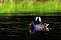 Eurasian common moorhen also known as marsh hen, waterhen and swamp chicken - swimming in Octagon Lake