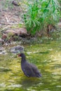 Eurasian common moorhen, walking on green lake water