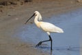 Eurasian or common spoonbill in nature Island Texel,Holland
