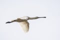 Eurasian common spoonbill Platalea leucorodia Royalty Free Stock Photo