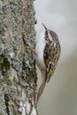 Eurasian or common treecreeper Certhia familiaris Royalty Free Stock Photo