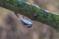 Eurasian or common treecreeper Certhia familiaris Royalty Free Stock Photo