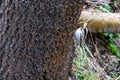 Eurasian common Treecreeper Certhia familiarisSingle on Tree Trunk in winter time