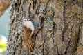 Eurasian common treecreeper Certhia familiaris. Small passerine bird