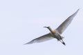 Eurasian or Common White Spoonbill in flight, Platalea leucorodia Royalty Free Stock Photo