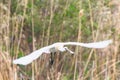 Eurasian or Common White Spoonbills in flight, Platalea leucorodia Royalty Free Stock Photo