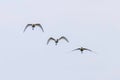 Eurasian or Common White Spoonbills in flight, Platalea leucorodia Royalty Free Stock Photo