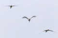 Eurasian or Common White Spoonbills in flight, Platalea leucorodia Royalty Free Stock Photo