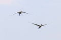 Eurasian or Common White Spoonbills in flight, Platalea leucorodia Royalty Free Stock Photo