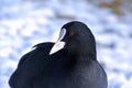 Eurasian coot Royalty Free Stock Photo