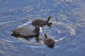 Eurasian Coot