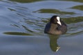 Eurasian coot Royalty Free Stock Photo