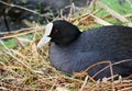 Eurasian coot Royalty Free Stock Photo